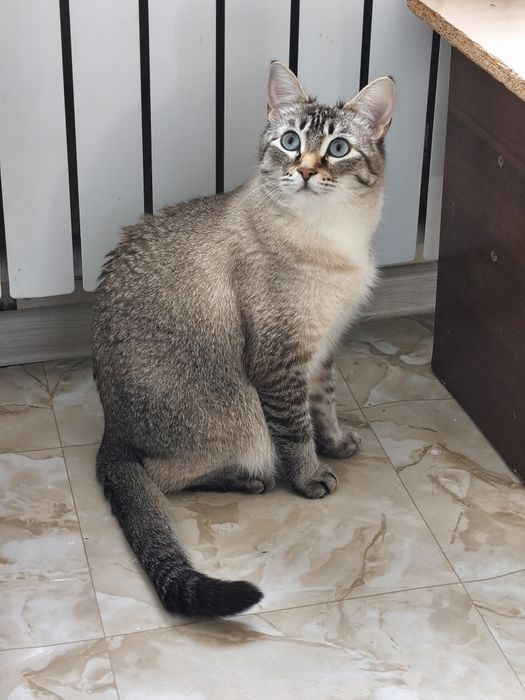 Большая толстая кошечка ищет дом.