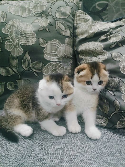 Шотландские вислоухие котята