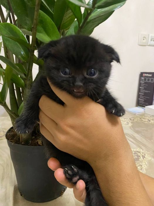 Продаём котиков.