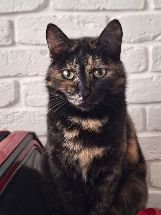 Стерилизованная кошечка ищет дом.