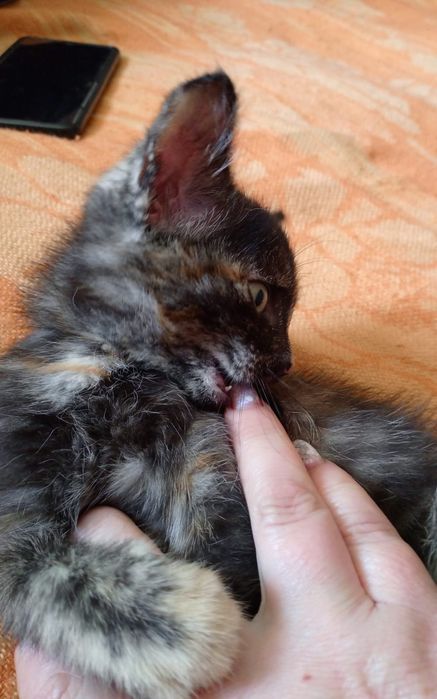 Отдам кошечку девочку возраст: 2 месяца