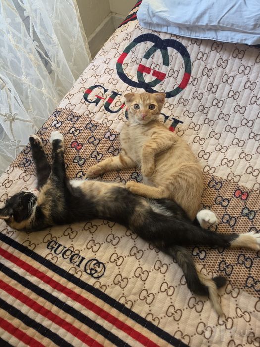 Отдам бесплатно котенок