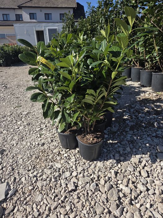 Laur englezesc  leylandii chiparos pentru gard viu