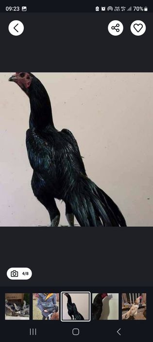Продам цыплят-дакана-кореец,хинан 100%