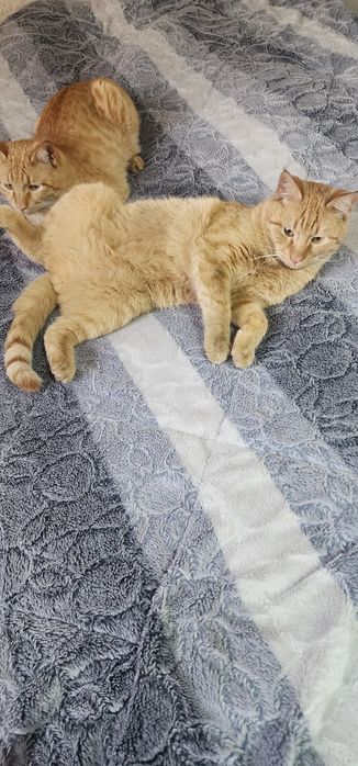 Мушук хадияга бесплатно