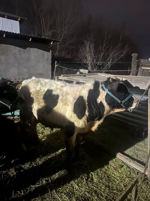 Бучоктар сатылады 440 тан  аз маз саудасы бар 1,5 ай загонда турган