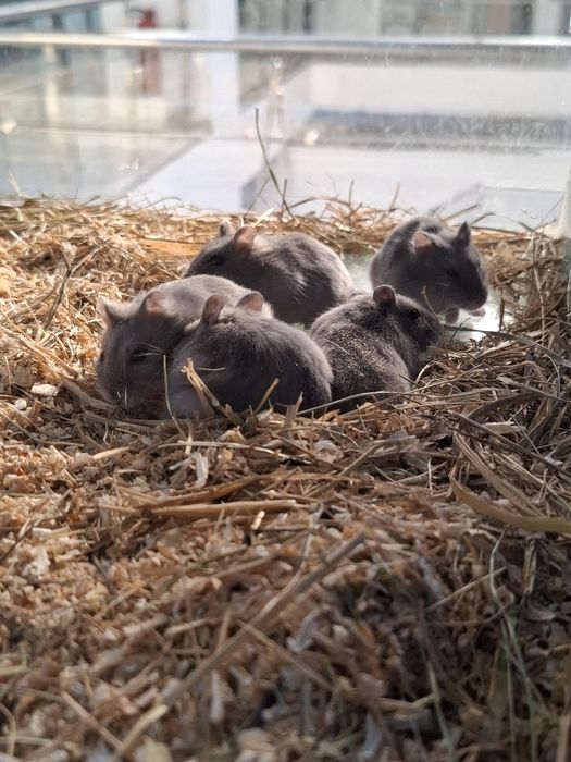 Хомяки джунгарские