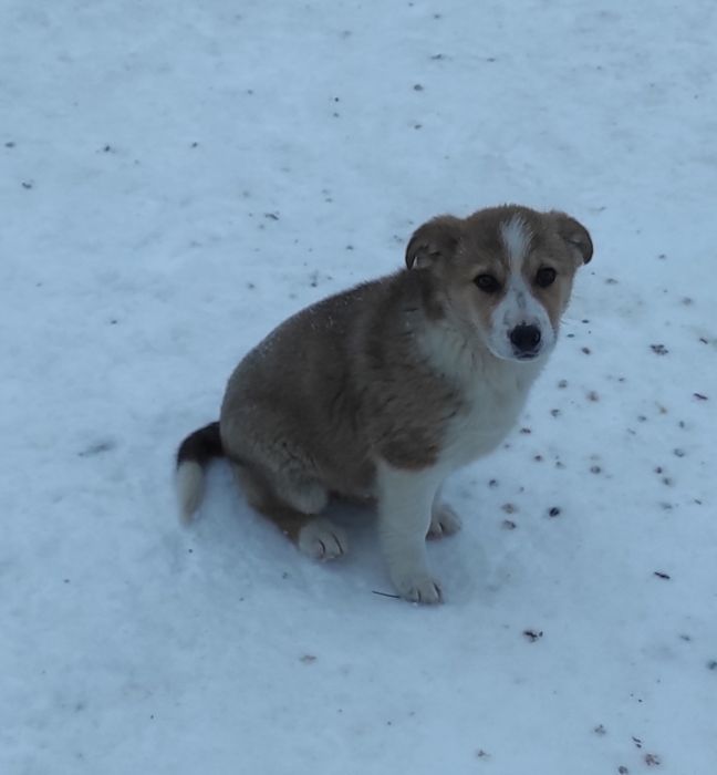 Щеночки девочки в добрые руки