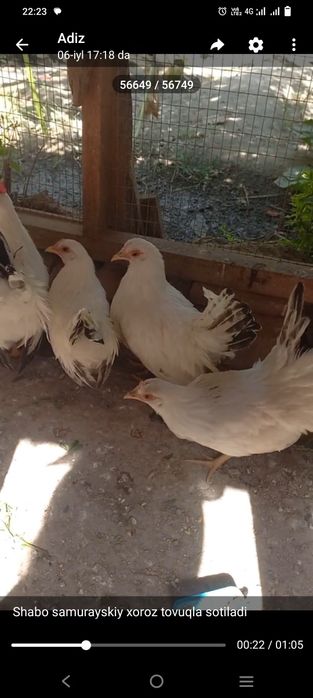 Quyon tovuq jojala sotiladi