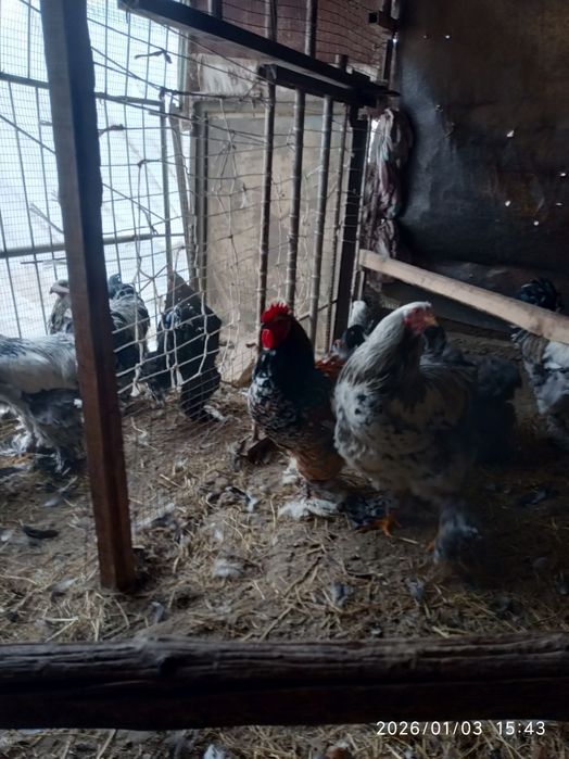 Брама хурозлар сотилади