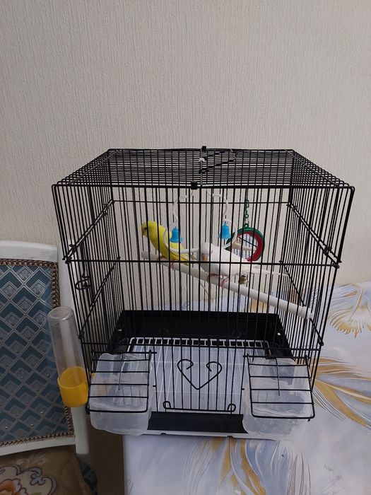 Попугайчики клетка корм минералами