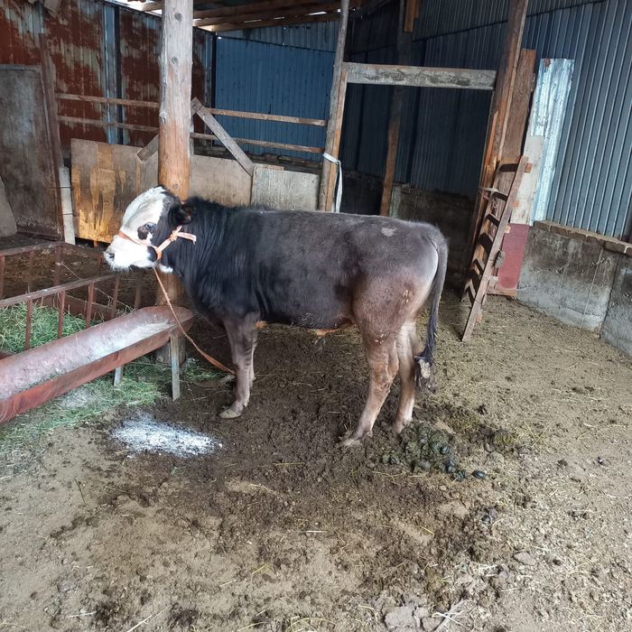 Тез арада бұқа сатылады