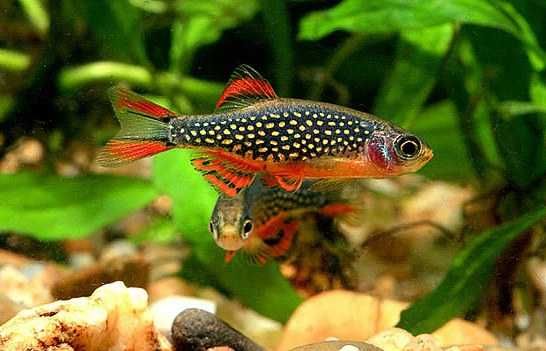 Аквариумные рыбки в Аква-Зоо Салоне "Посейдон" !!!