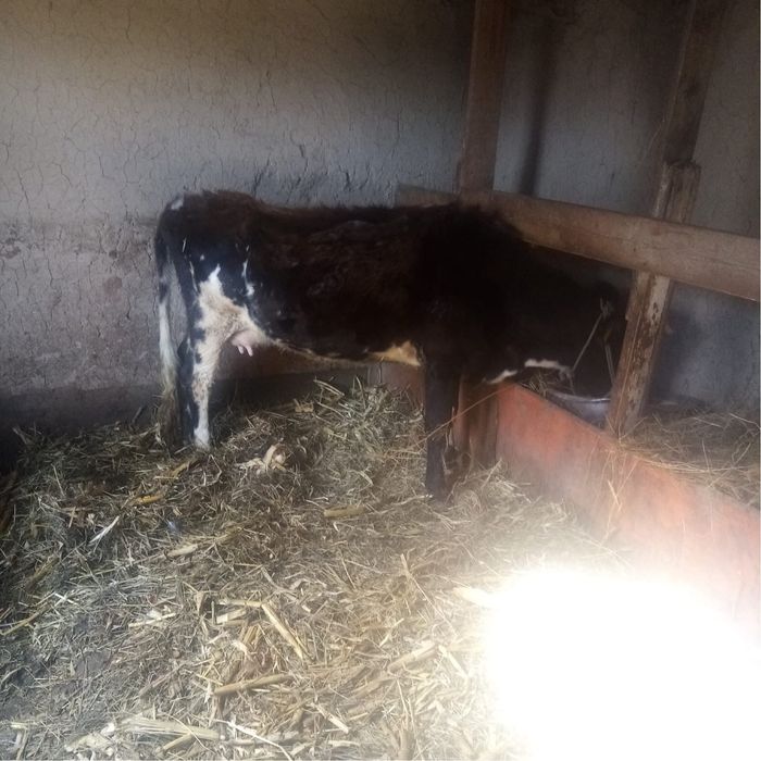 Бұзаулы сиыр сатылады .