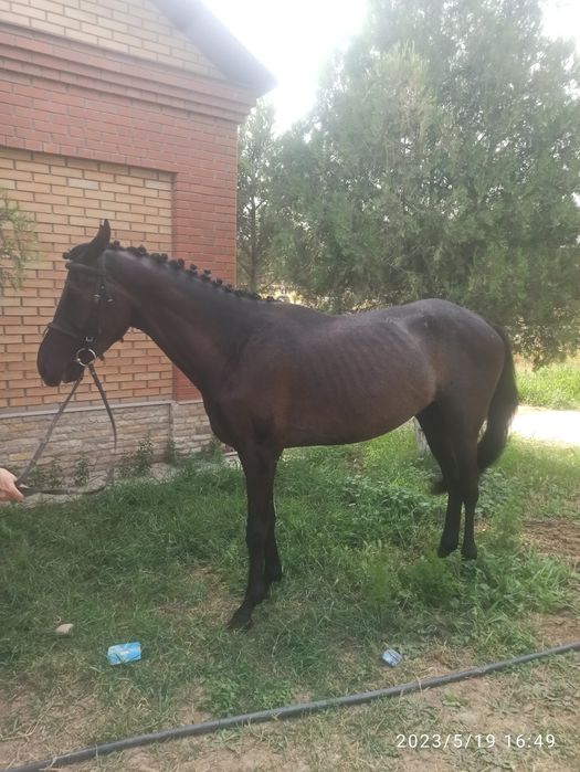 Продам лошадь,жеребец