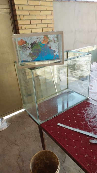 Baliqlar va akvarumlar arzon narxda sotiladi