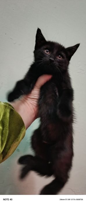 150 mingdan sotiladi