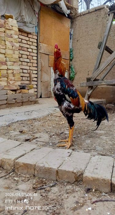 Золотой тульяк сатылады