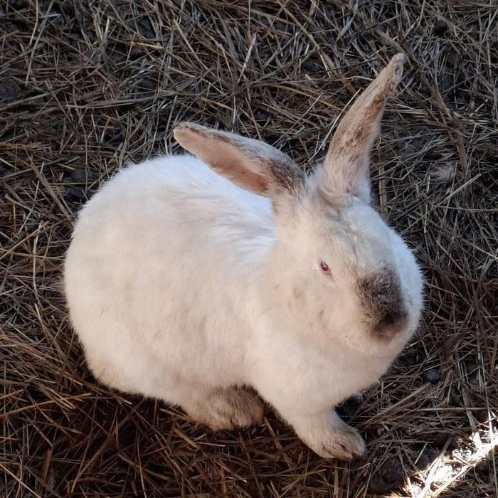 Продам кроликов крупные