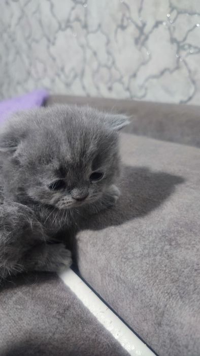 Животные..кошки британцы