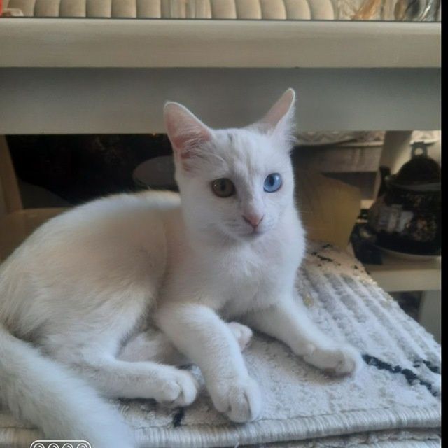 Мушукчалар кошки