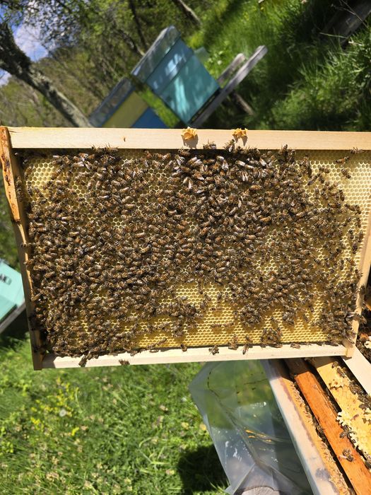Vând familii de albine si roiuri cu tot lăzi