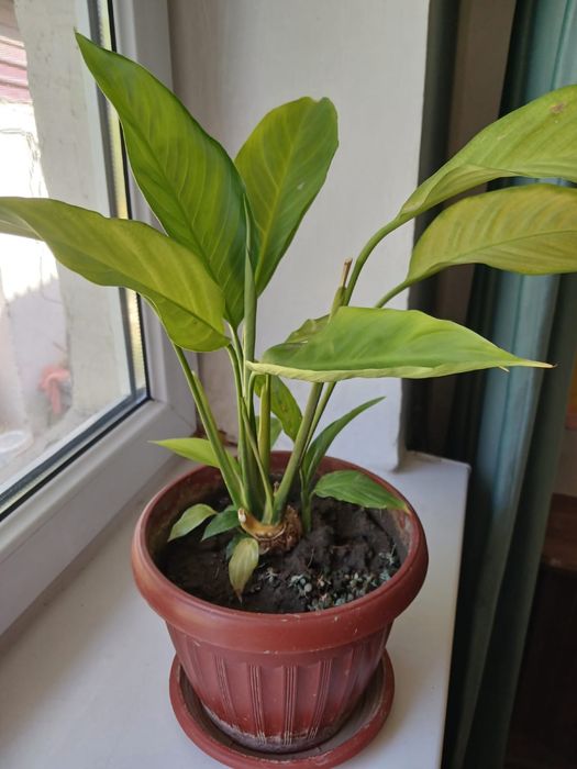 Цветы живые комнатные