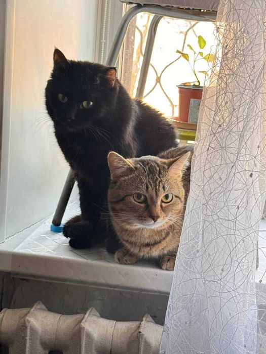 Котам нужен дом! Срочно!