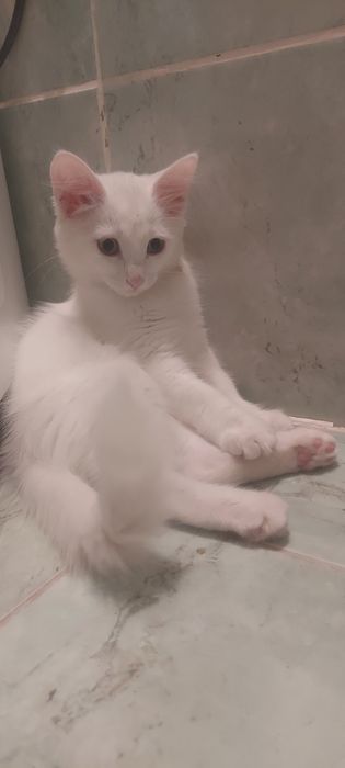 Отдам хорошие руки