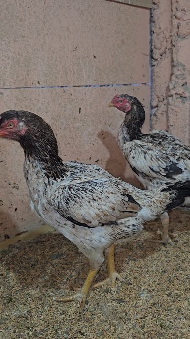 Privaznoy Yapon shamo ataka