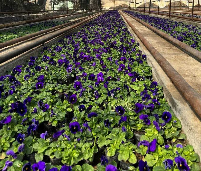 Viola / Виола / Капалак гул / Прямо из теплиц