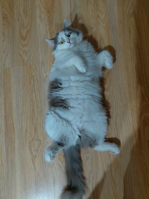 Отдам котика в добрые руки
