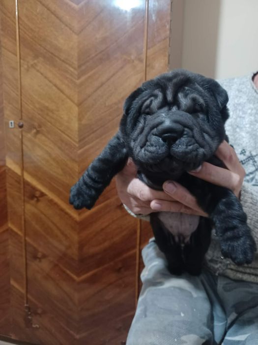 Pui de Shar Pei