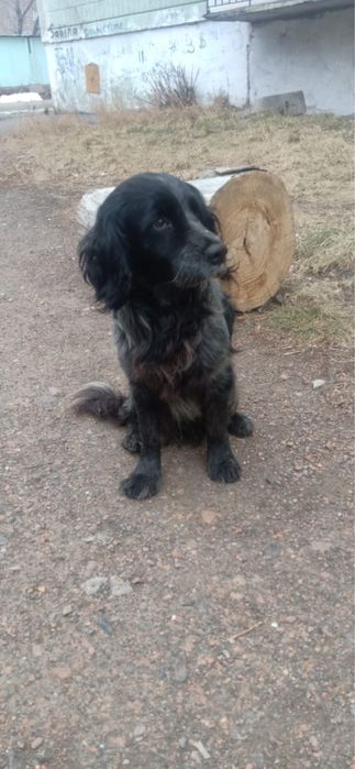 Пристраивается спаниель девочка