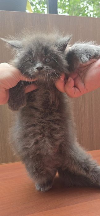 Мейн_кун полидакт мальчик продаётся