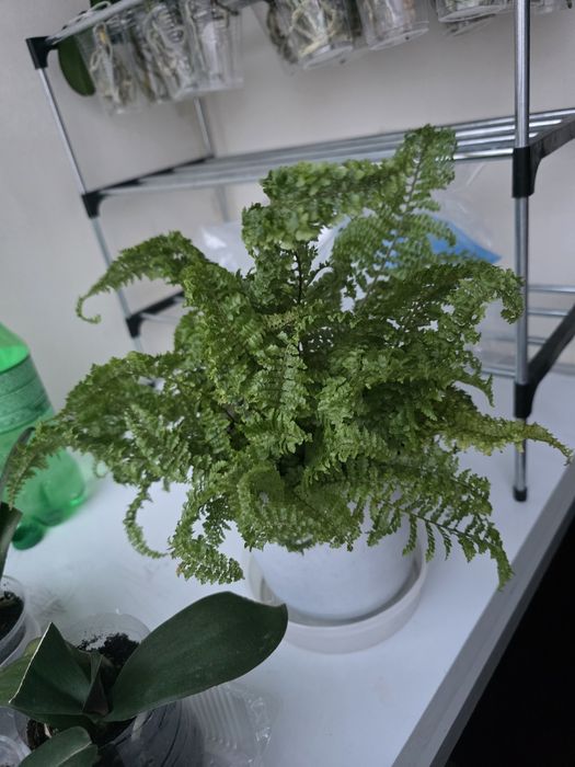 Папоротник нефролепис ажурный(кудрявый)