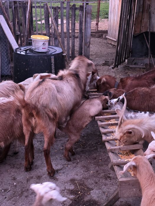 Țap nubian pentru prasila.