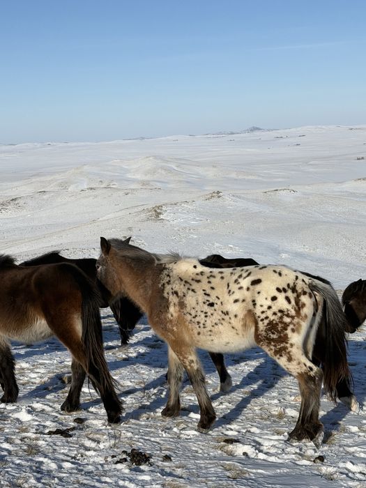 Айгыр кунан шубарр