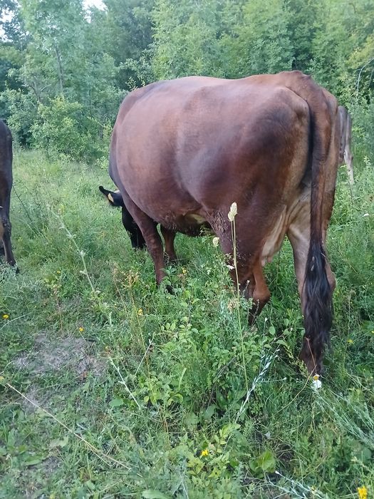 Vand vaca si juninca