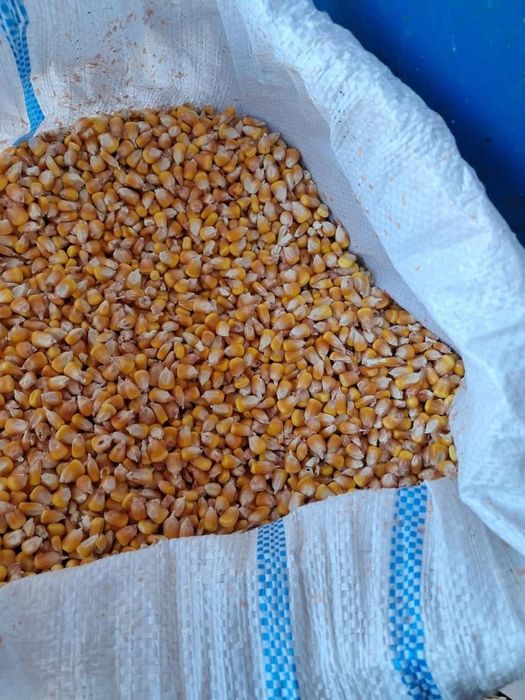 Vând porumb uscat