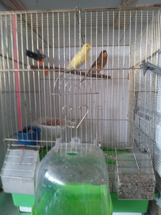 Птички канарейки