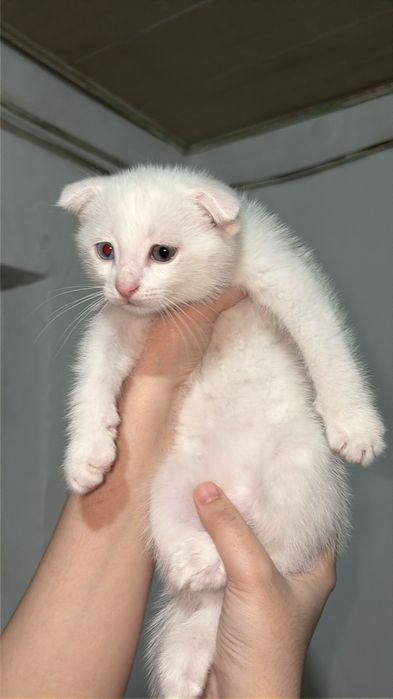 Пушистые вислоухие котята в добрые руки