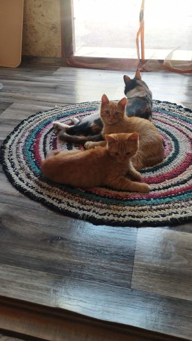 Дам котят добрые руки 3 месяца