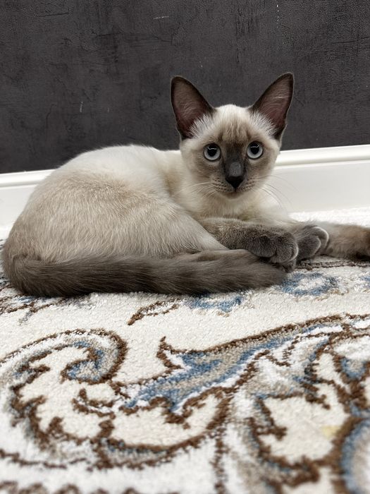 Отдам котенка, кошка