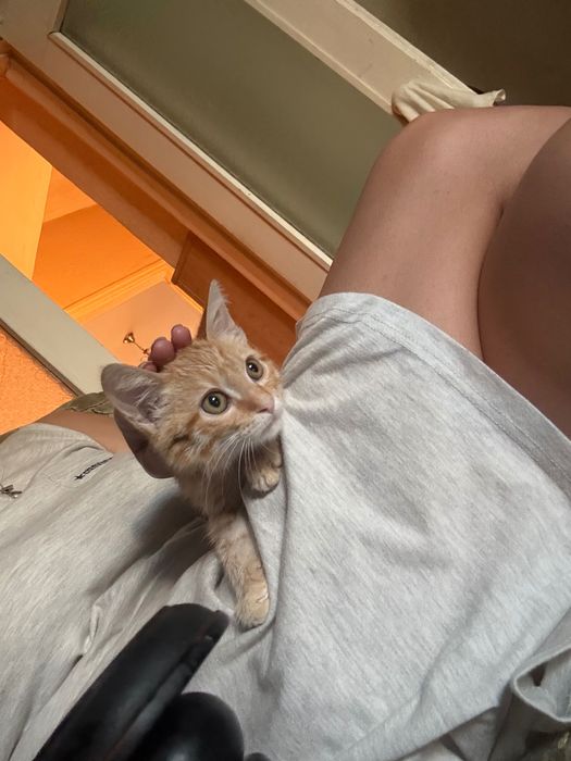 Ищет дом очаровательный котёнок!