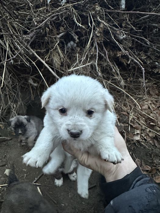 Kuchuk bolalari sotiladi zoti toza Erkak va ayoli ham bor