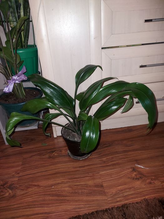 Эухарис ( амазонская лилия)