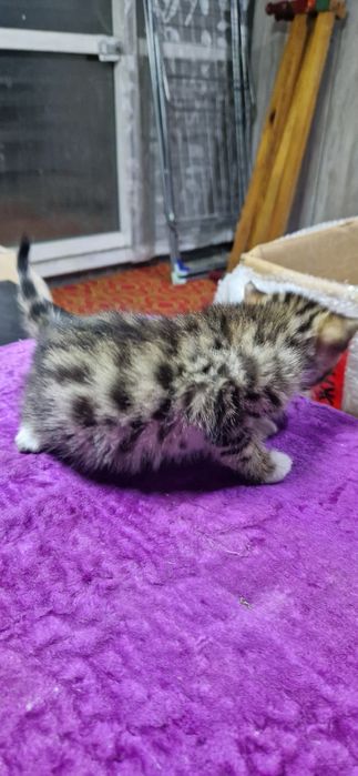 Бенгальские котята