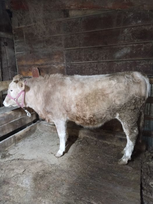 Продам Тёлочку 2 года Беременную первый отёл будет