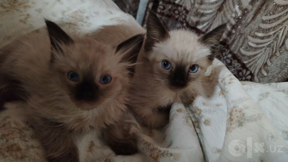 Сиамские котятя 50.000